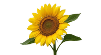 Huile de Tournesol