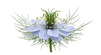 Huile de Nigelle