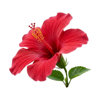 Macérat d'Hibiscus